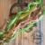 Old Fashion Ribbons 5 sztuk Maremi's Small Art